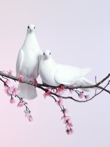 Pair LIVE White Doves