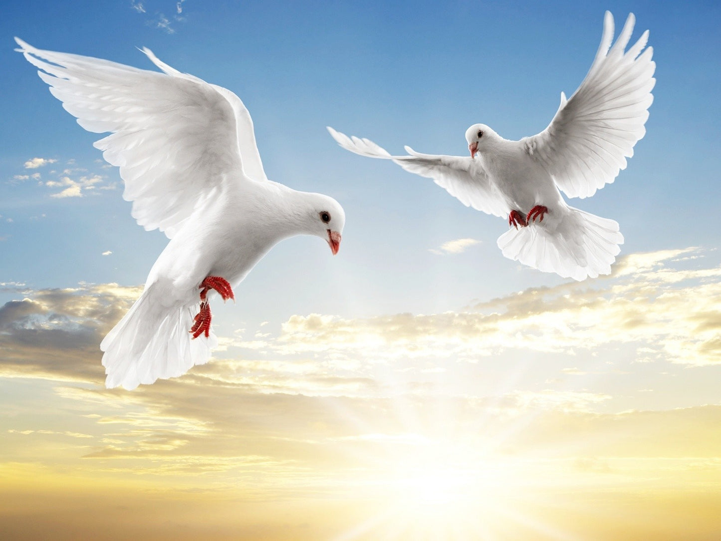 Pair LIVE White Doves