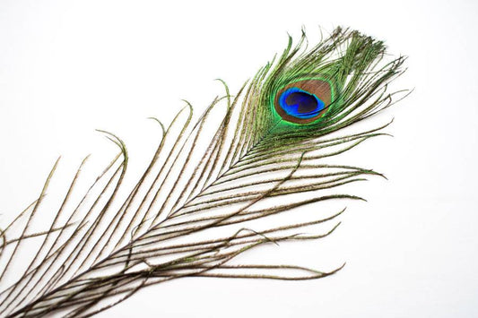 Peacock Feather by SA Feathers