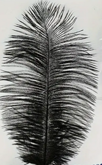 Feather Plume Black 7 inch