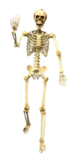 Skeleton 5 Foot Poseable